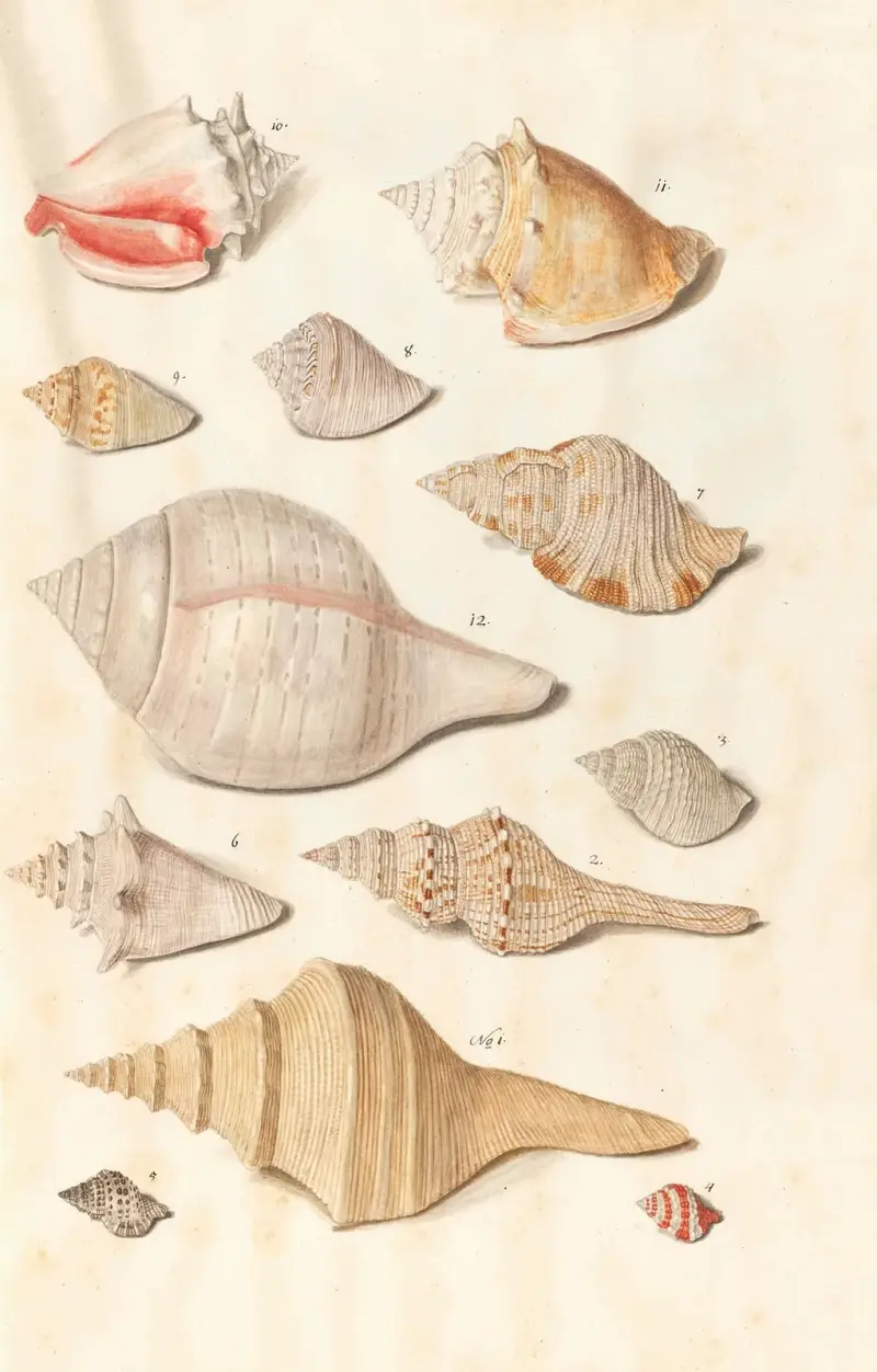 Snäckor ur hertigarna av Württembergs samling, pl. 24 av Johann Gustav Hoch