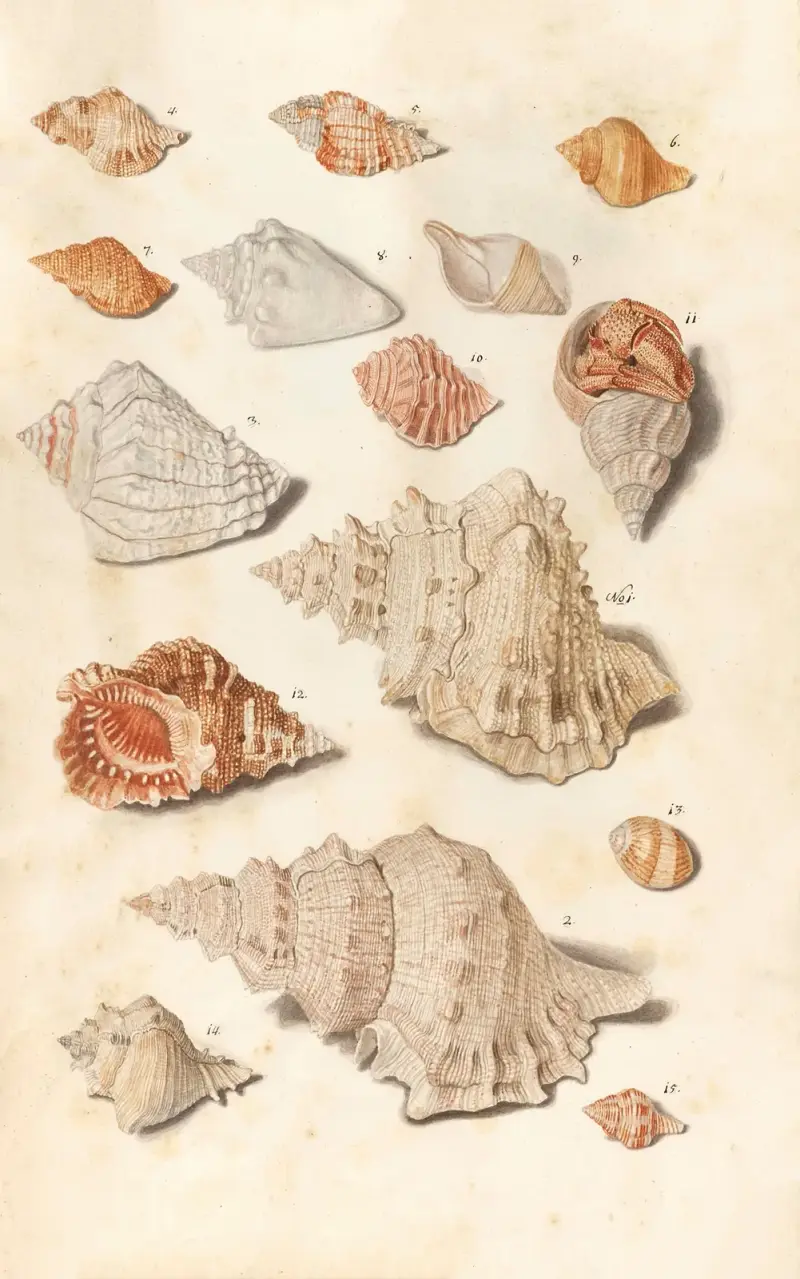 Muscheln aus der Sammlung der Herzöge von Württemberg, Taf. 25 von Johann Gustav Hoch