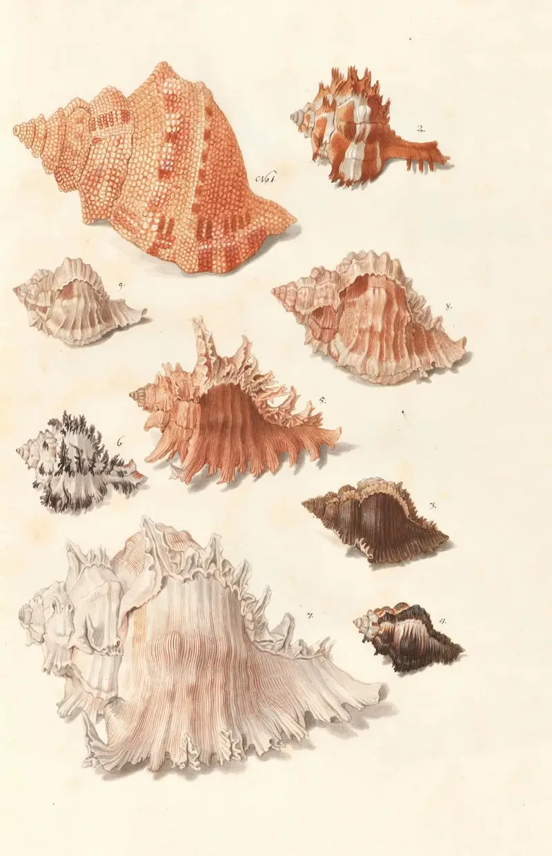 Snäckor ur hertigarna av Württembergs samling, pl. 26 av Johann Gustav Hoch