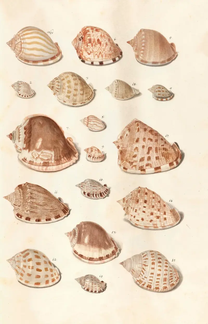 Snäckor ur hertigarna av Württembergs samling, pl. 30 av Johann Gustav Hoch
