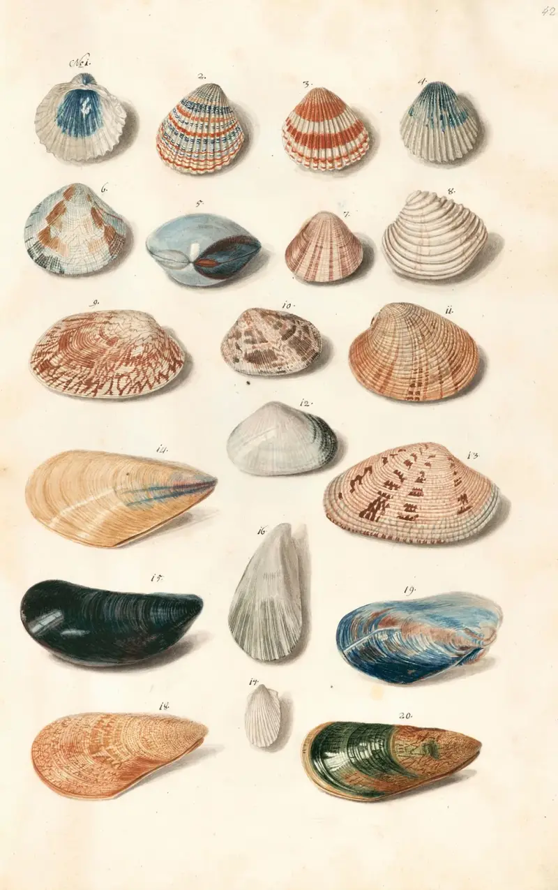 Snäckor ur hertigarna av Württembergs samling, pl. 42 av Johann Gustav Hoch