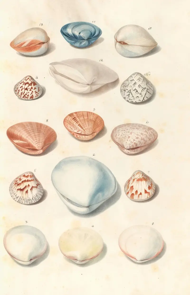Snäckor ur hertigarna av Württembergs samling, pl. 45 av Johann Gustav Hoch