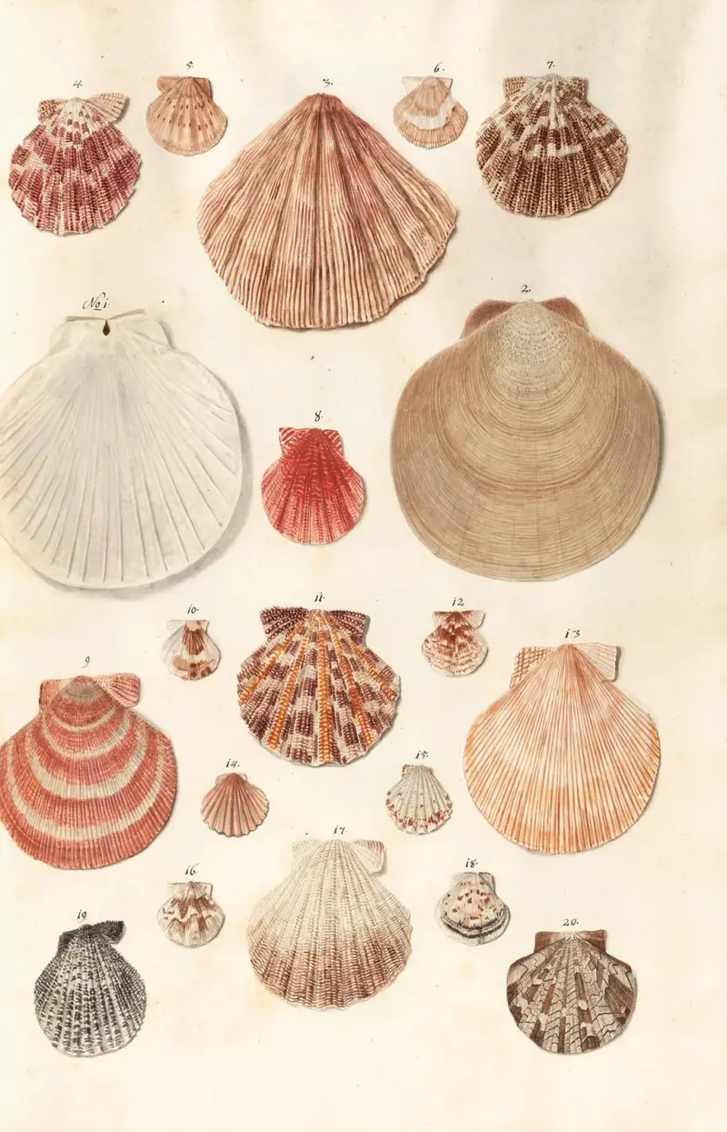 Snäckor ur hertigarna av Württembergs samling, pl. 46 av Johann Gustav Hoch