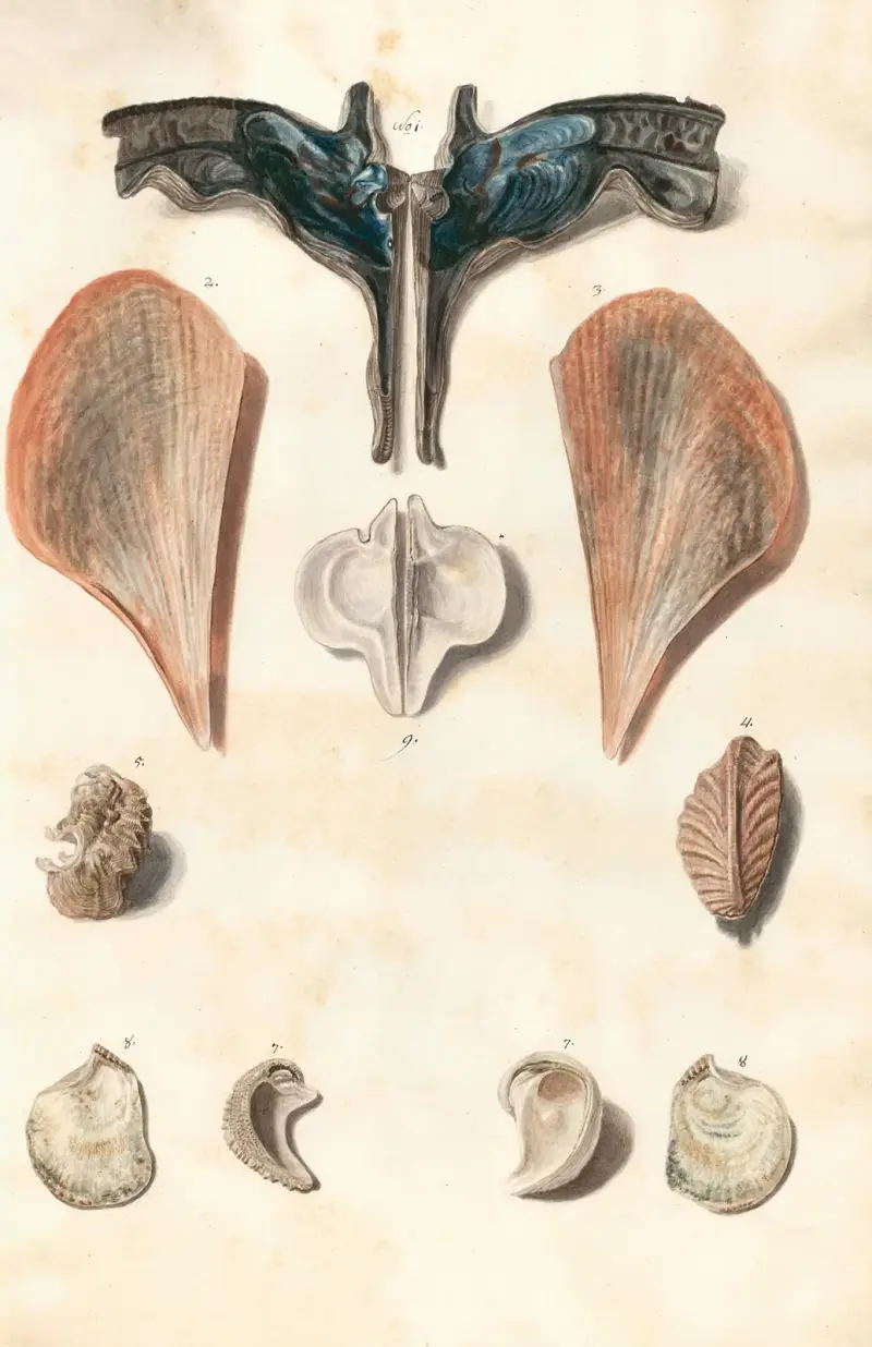 Muscheln aus der Sammlung der Herzöge von Württemberg, Taf. 50, Pl. 50 von Johann Gustav Hoch
