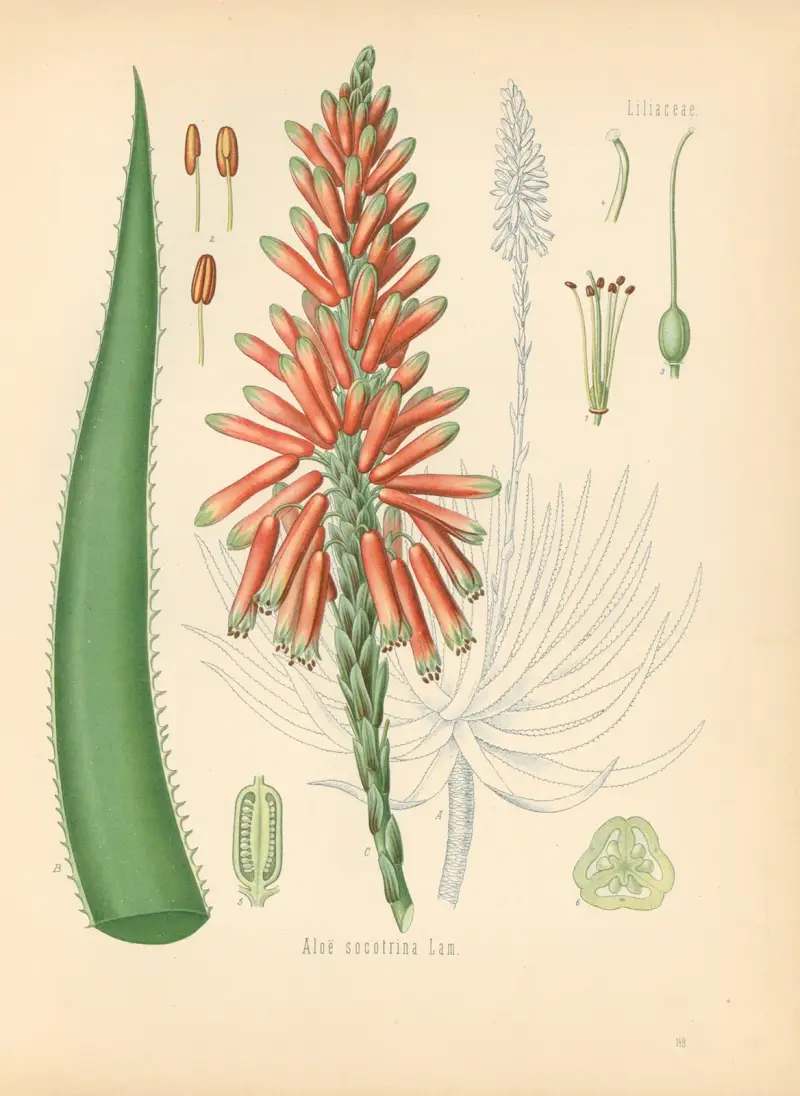 Aloe socotrina von Gustav Pabst