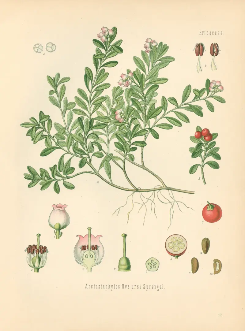 Arctostaphylos Uva av Gustav Pabst