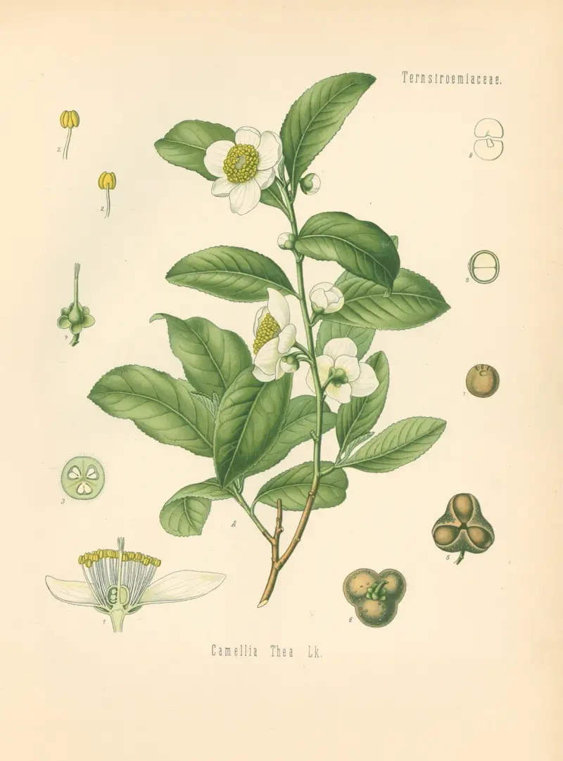Camellia Thea av Gustav Pabst