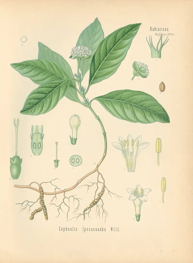 Cephaelis Ipecacuanha von Gustav Pabst