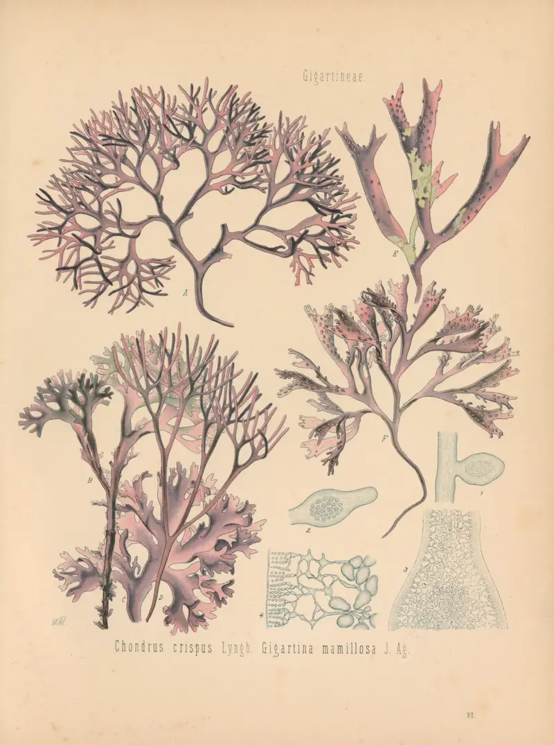 Chondrus crispus, Gigartina mamillosa av Gustav Pabst
