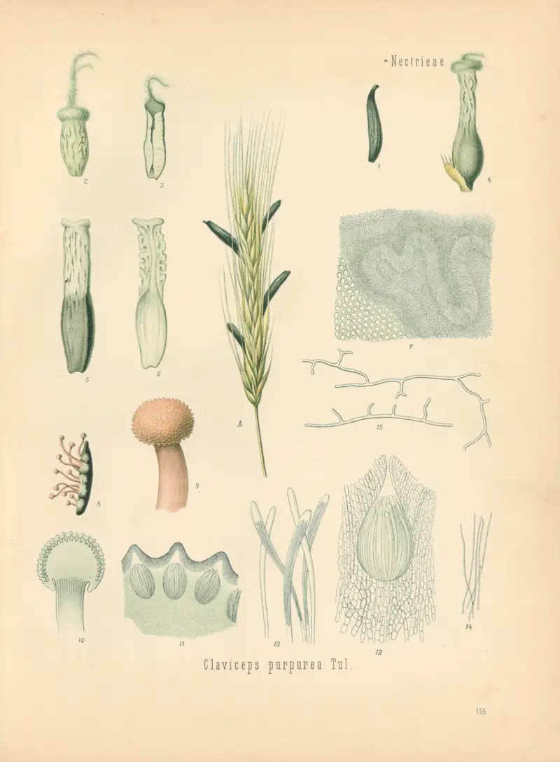 Claviceps purpurea av Gustav Pabst