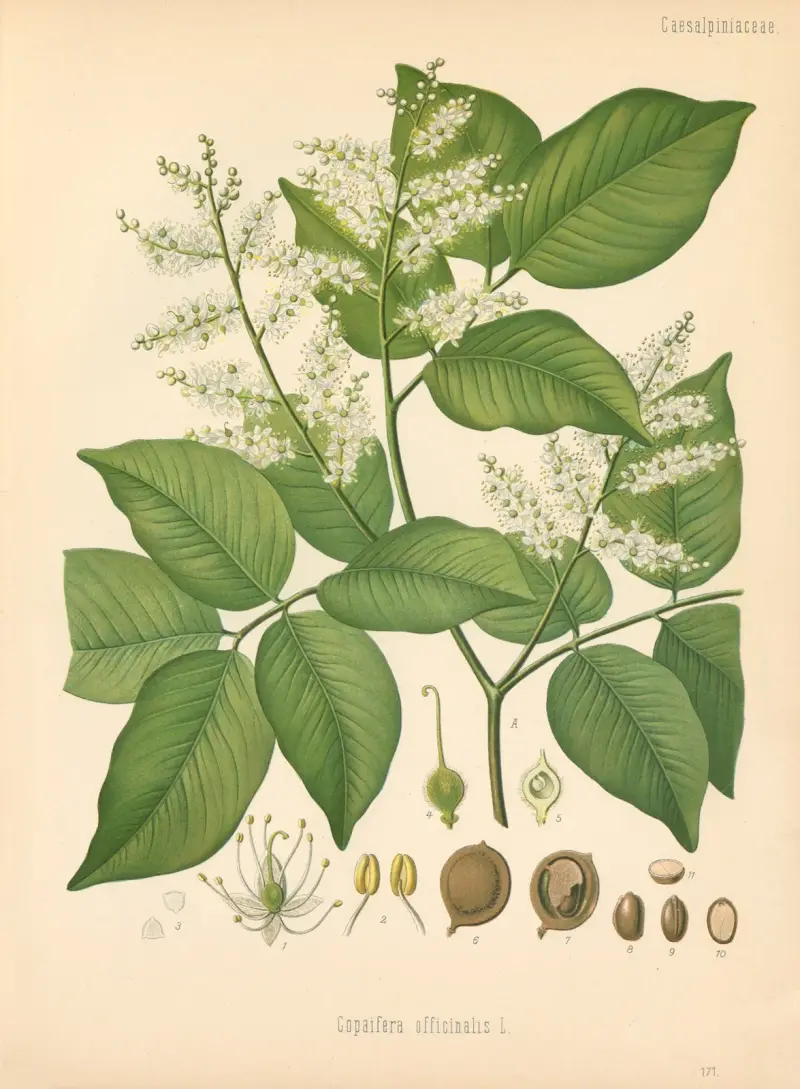 Copaifera officinalis av Gustav Pabst
