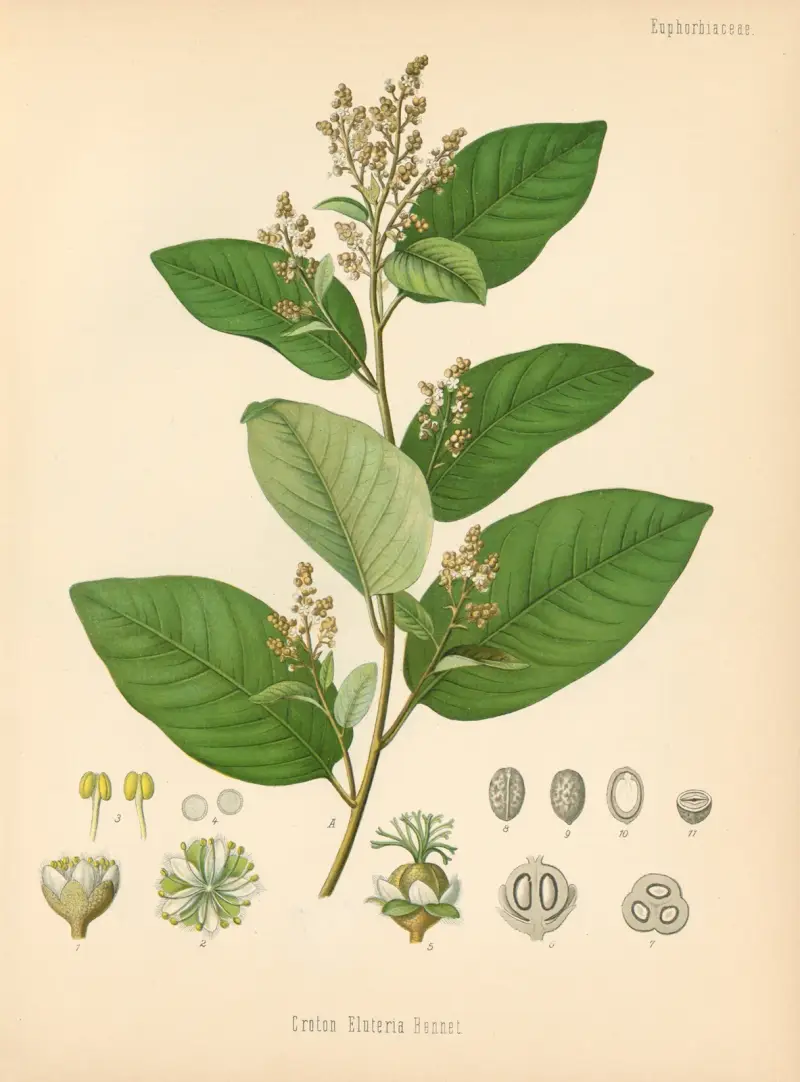 Croton Eluteria av Gustav Pabst