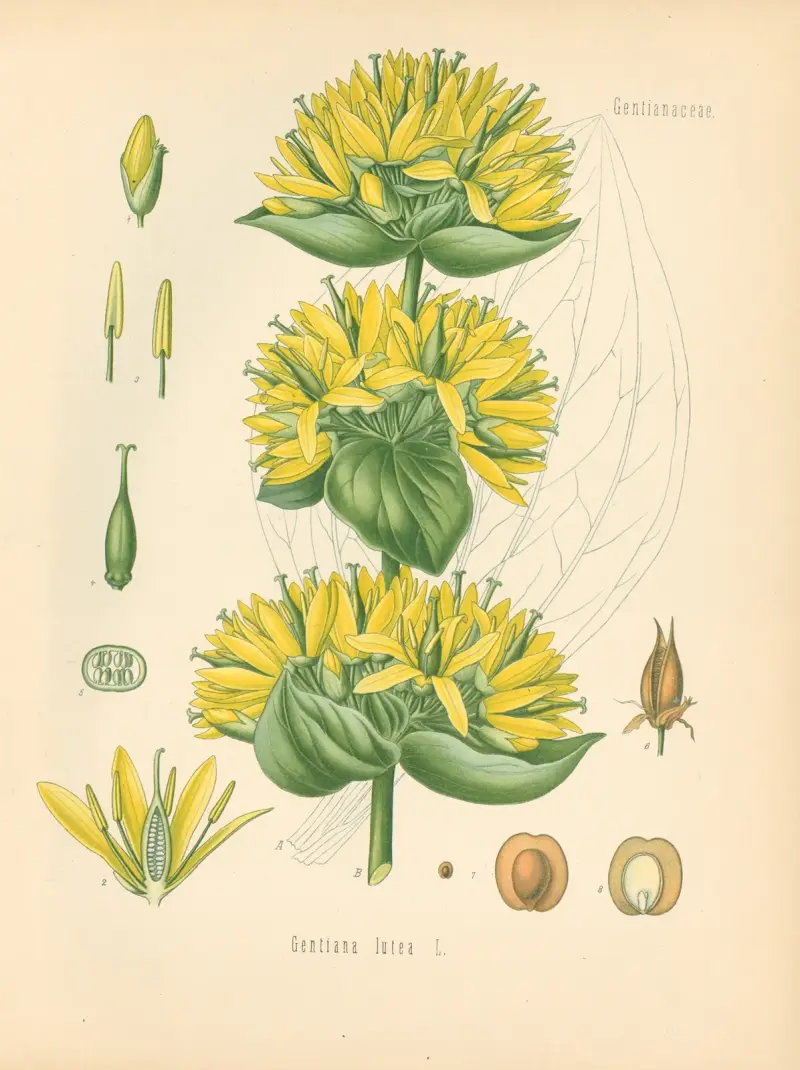 Gentiana lutea von Gustav Pabst