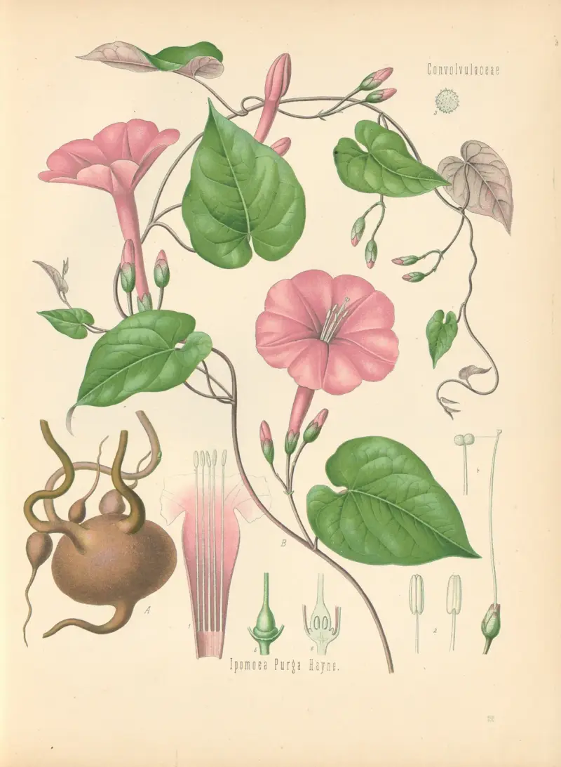 Ipomoea Purga von Gustav Pabst