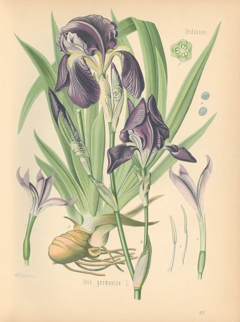 Iris germanica, Gustav Pabst