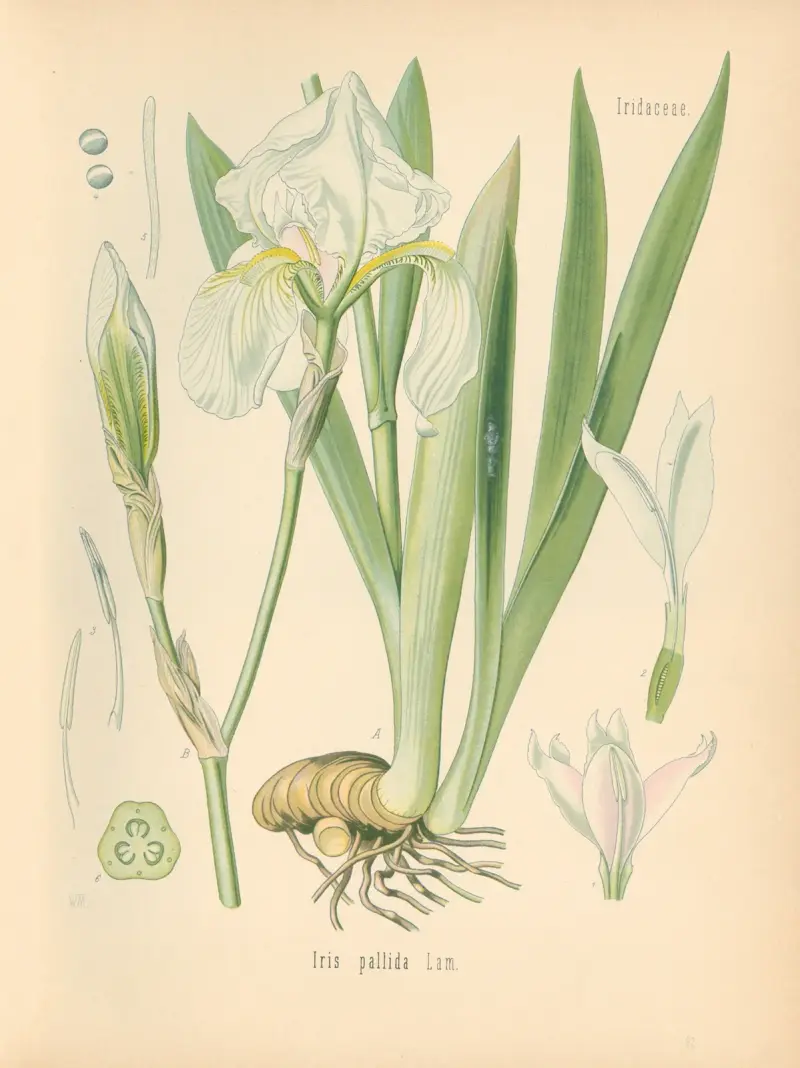 Pimpinella pallida av Gustav Pabst