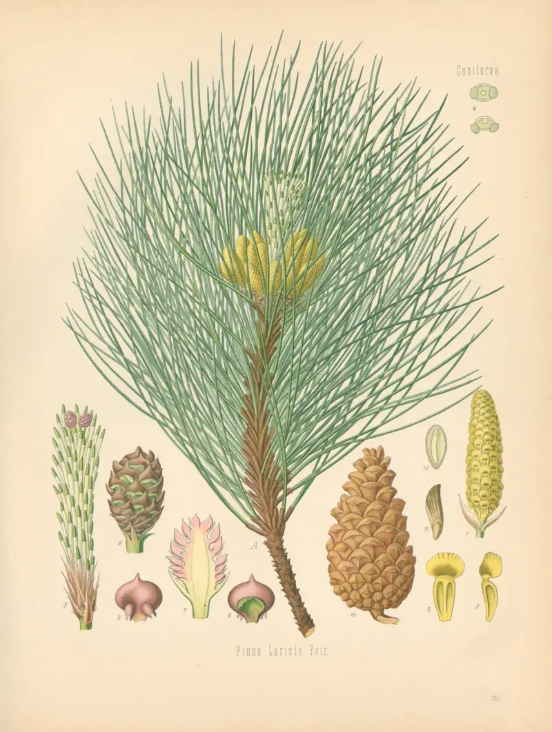 Pinus Laricio, Gustav Pabst