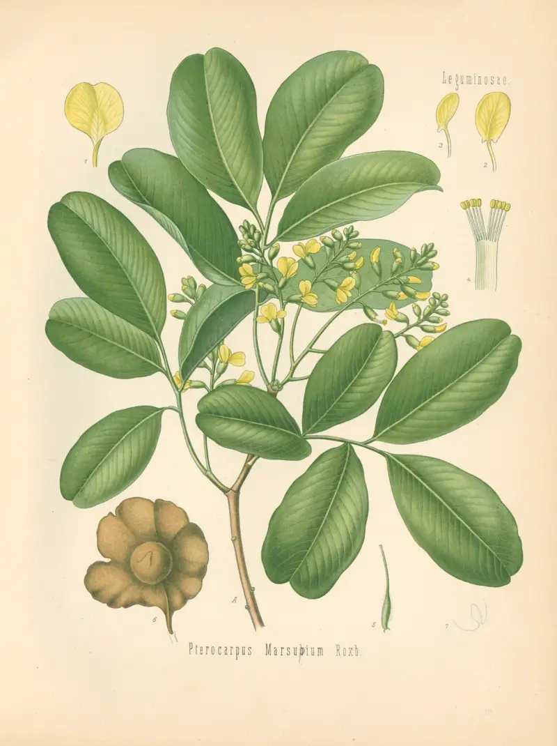 Pterocarpus Marsupium av Gustav Pabst