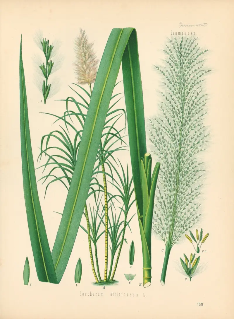 Saccharum officinarum von Gustav Pabst