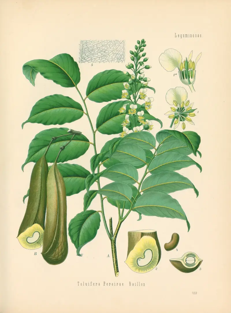 Toluifera Pereirae von Gustav Pabst