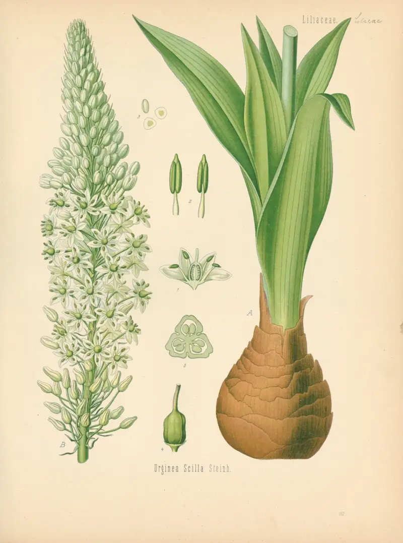 Urginea Scilla av Gustav Pabst