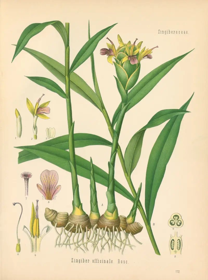 Zingiber officinale, Gustav Pabst