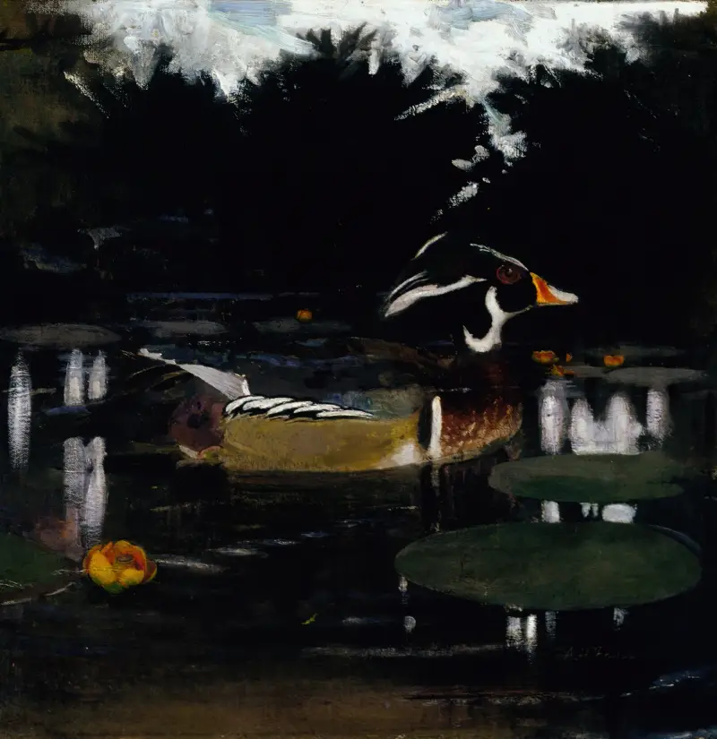 Manlig brudand i en skogspöl, studie till boken Concealing Coloration in the Animal Kingdom av Abbott Handerson Thayer