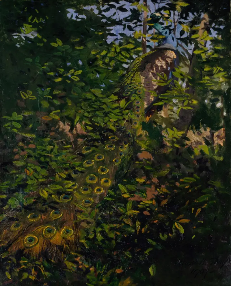 Påfågel i skogen, studie till boken Concealing Coloration in the Animal Kingdom av Abbott Handerson Thayer