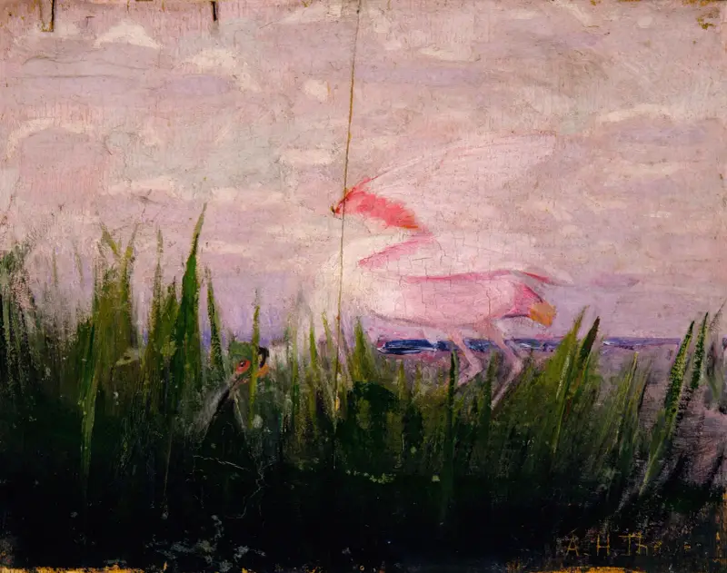 Rosa skedstork, studie till boken Concealing Coloration in the Animal Kingdom av Abbott Handerson Thayer