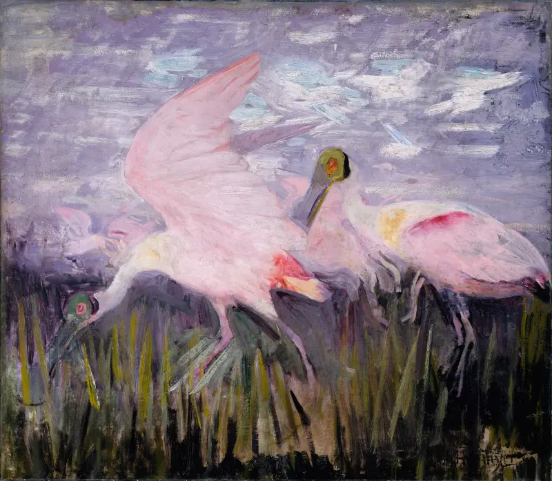 Rosenskednäbbar, Studie till boken Concealing Coloration in the Animal Kingdom von Abbott Handerson Thayer