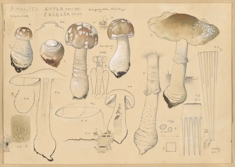 Amanita ampla (Pers. 1801), excelsa (Fries) von Hans Walty