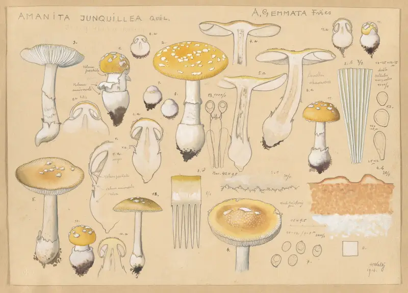 Amanita junquillea Quél. von Hans Walty