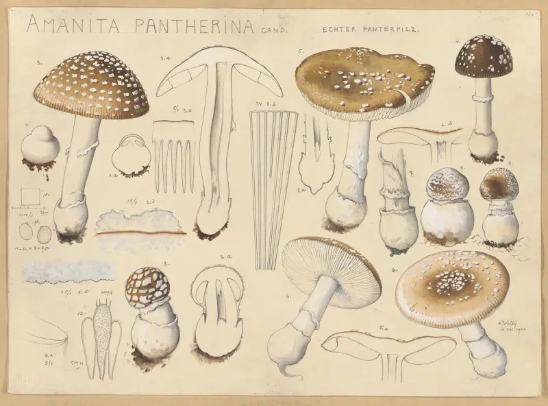 Amanita pantherina Cand. av Hans Walty