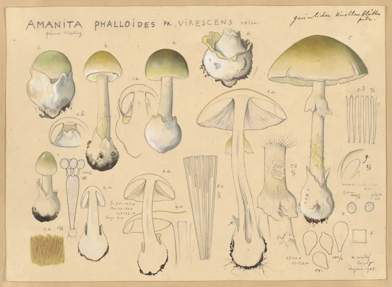 Amanita phalloides Fr., virescens Vaill. von Hans Walty