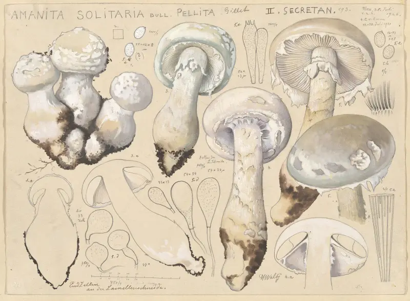 Amanita solitaria Bull., pellita Gillet, II. secretan av Hans Walty