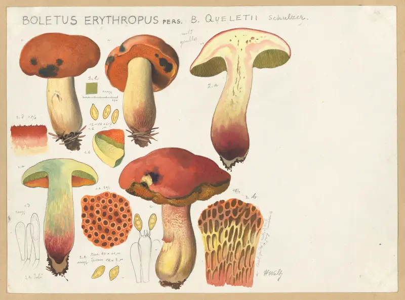 Boletus erythropus Pers., B. queletii Schulzer. av Hans Walty