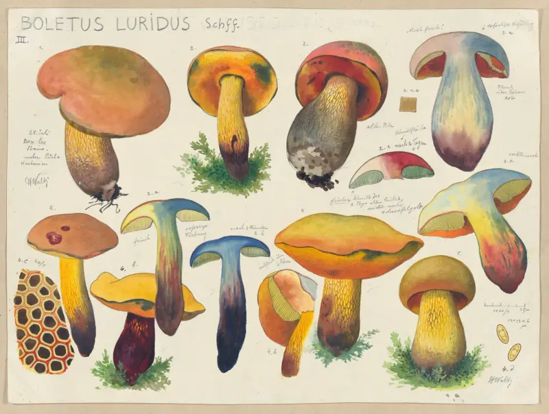 Boletus luridus Schff. 2, Hans Walty