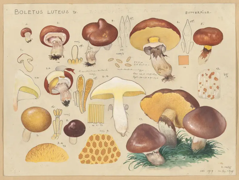 Boletus luteus L., Hans Walty