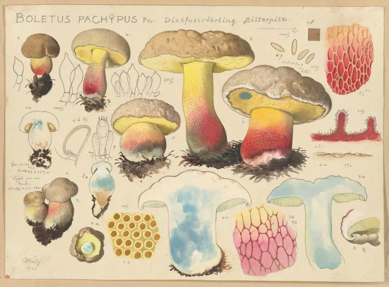 Boletus pachypus Fr., Hans Walty