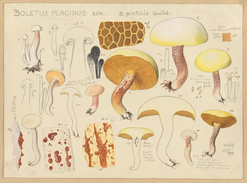 Boletus placidus Bon. B. pictilis Quélet. av Hans Walty