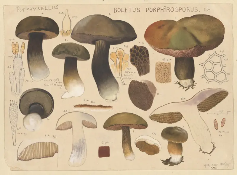 Boletus porphyrosporus Fr. von Hans Walty