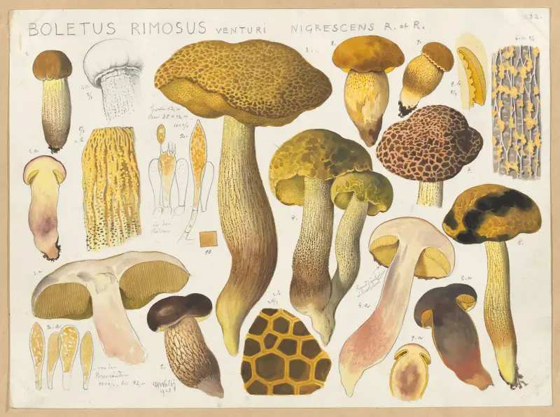 Boletus rimosus Venturi nigrescens R et. R av Hans Walty
