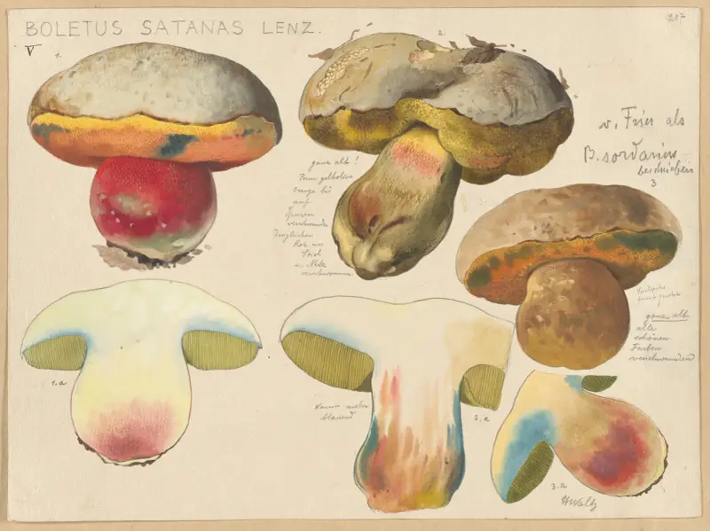 Boletus satanas Lenz., 1915 – nr 1 av Hans Walty