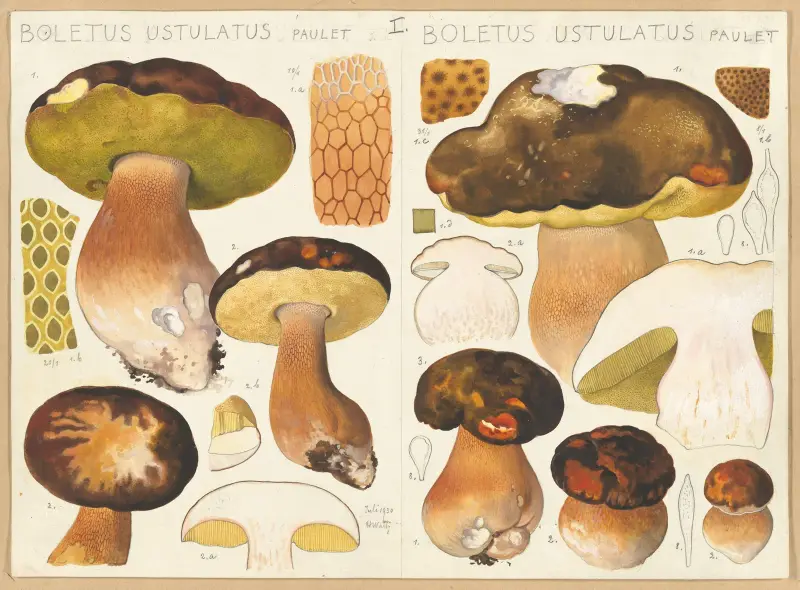 Boletus ustulatus Paulet., Boletus ustulatus Paulet. av Hans Walty