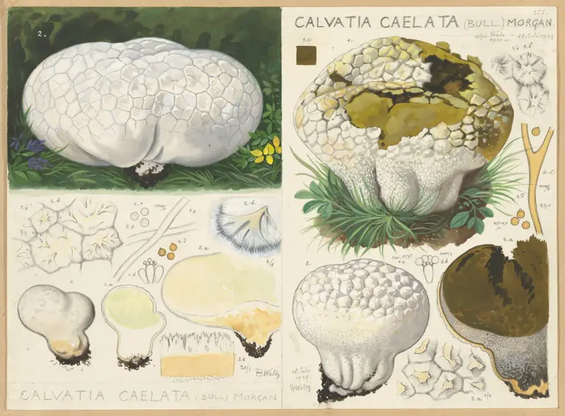 Calvatia caelata (Bull.) Morgan av Hans Walty