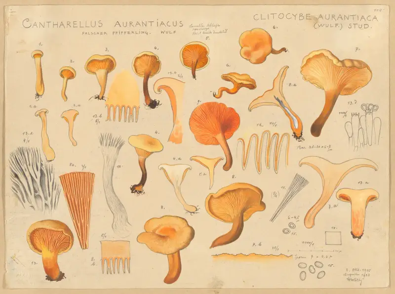 Cantharellus aurantiacus Wulf, Hans Walty
