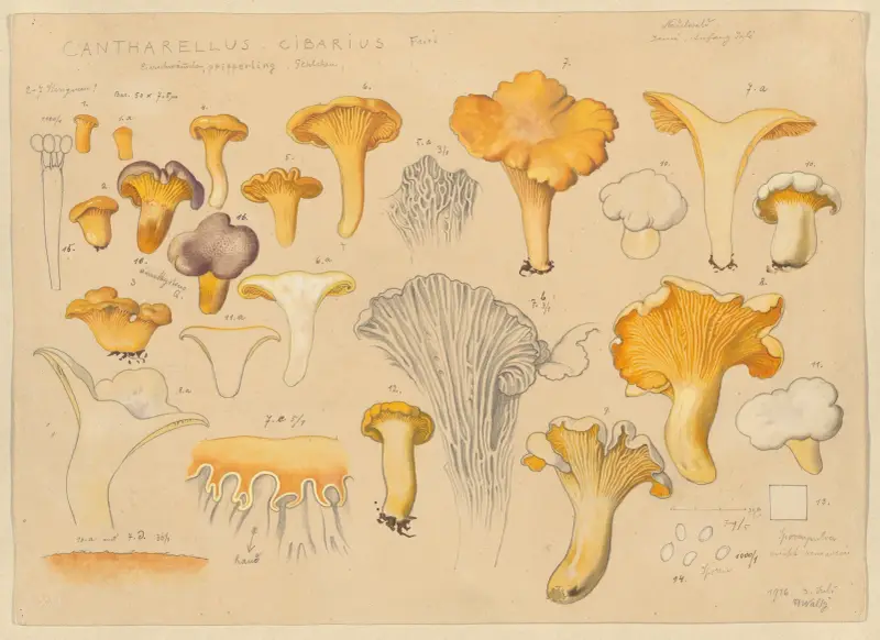 Pfifferling (Cantharellus cibarius Fries.) von Hans Walty