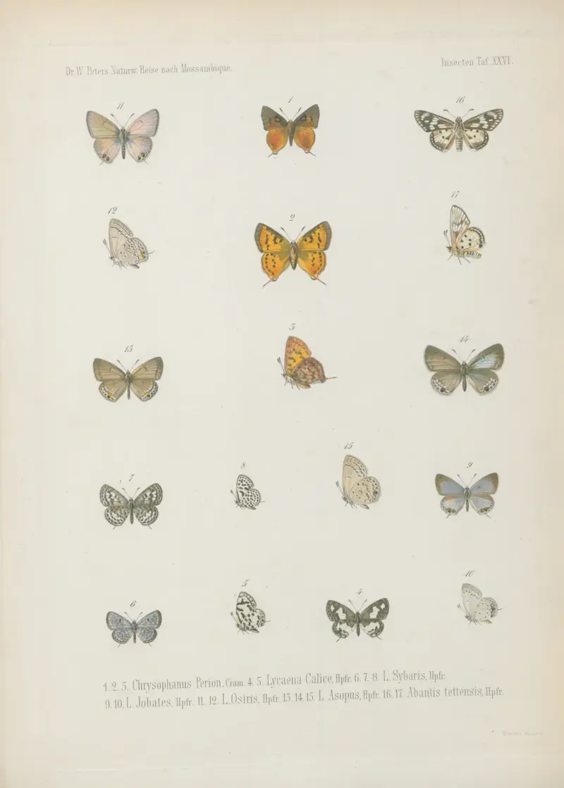 1.2. Erebia Panda, Bsdvl. 3.4. Mycalesis Eusirus 5.6. M. Evenus 7_9. Dipsas Antalus 10.11. Jolaus Orejus 12_14. J. Caeculus von Wilhelm Karl Hartwich Peters