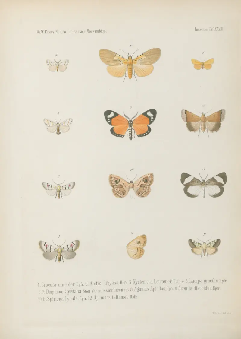 1.2. Pamphila Philander 3.4. P. Fatuellus 5.6. P. lugens 7.8. P. Herilus 9.10. Pyrgus 11. Nephele Peneus, Cram. 12. N. comma 13. Arniocera auriguttata 14. Syntomis bifasciata von Wilhelm Karl Hartwich Peters