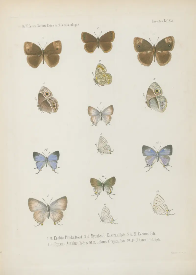 1_4. Acraea Petraea, Bsdvl. 5_8. A. Oncaea 9.10. Neptis Marpessa 11_14. Harma Theobene, Doubl. von Wilhelm Karl Hartwich Peters